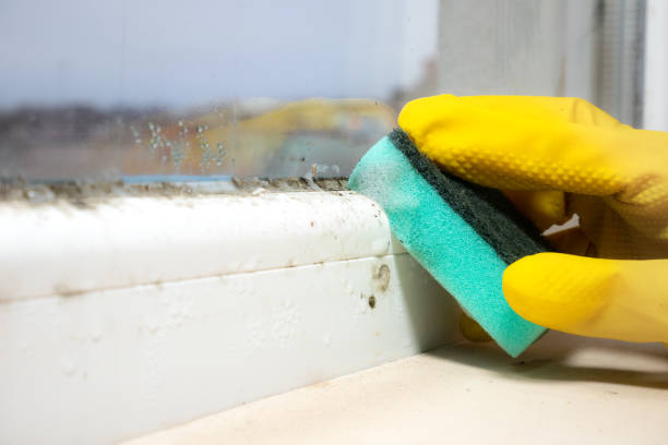 Best White Mold Remediation in The Village Of Indian Hill, OH